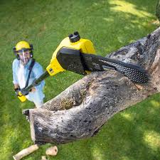 Best Commercial Tree Services  in Stearns, KY