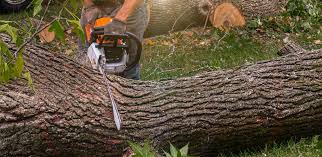 Lawn Grading and Leveling in Stearns, KY