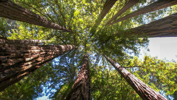 Best Emergency Tree Removal  in Stearns, KY