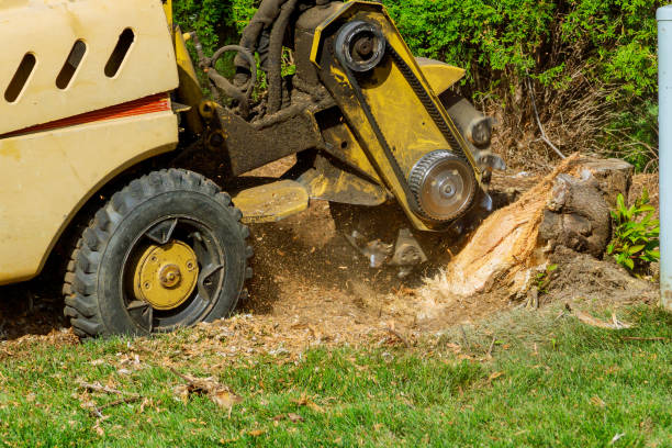 How Our Tree Care Process Works  in  Stearns, KY