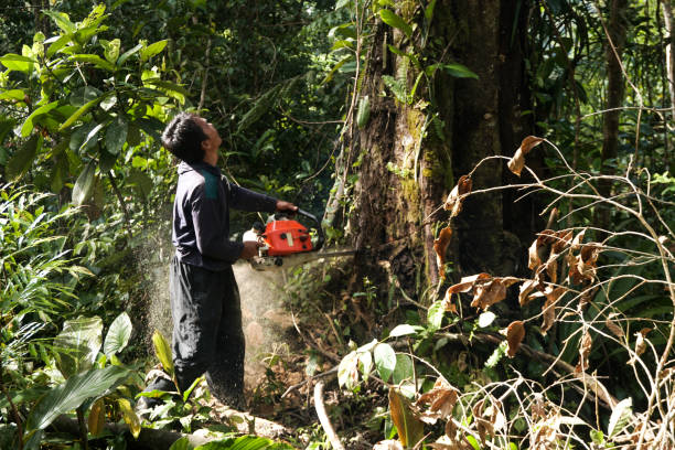 Reliable Stearns, KY Tree Services Solutions