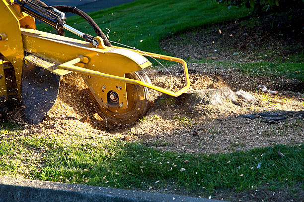 Lawn Maintenance Plans in Stearns, KY