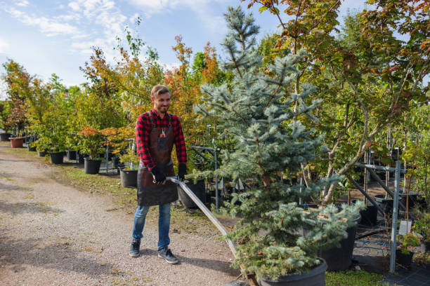 Best Tree Disease Treatment  in Stearns, KY