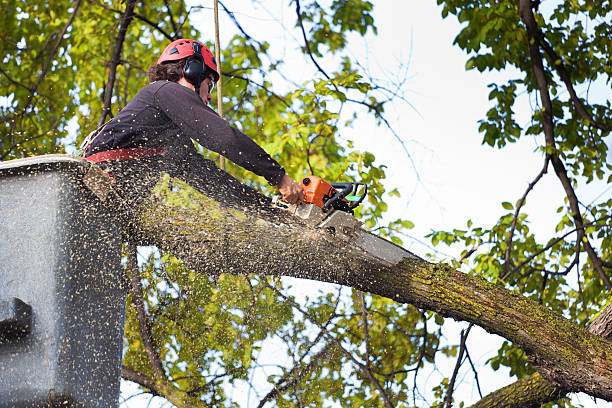 Best Lawn Maintenance Plans  in Stearns, KY
