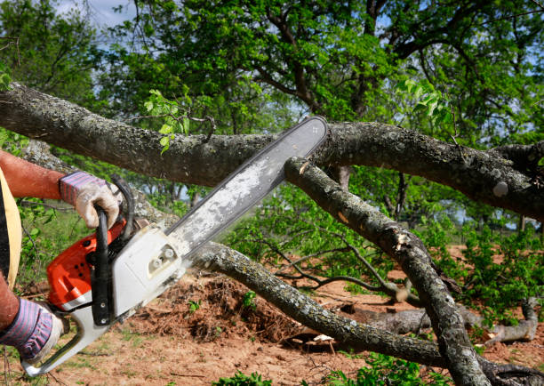 Best Fruit Tree Pruning  in Stearns, KY