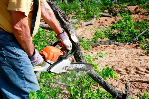 Stearns, KY Tree Services Company