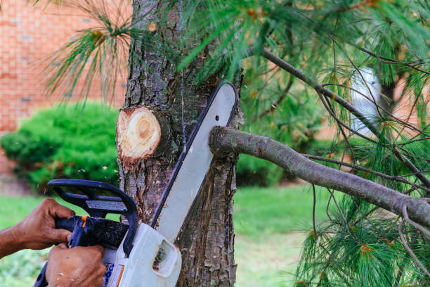 Best Hedge Trimming  in Stearns, KY
